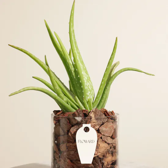 Fresh Aloe Vera Plant