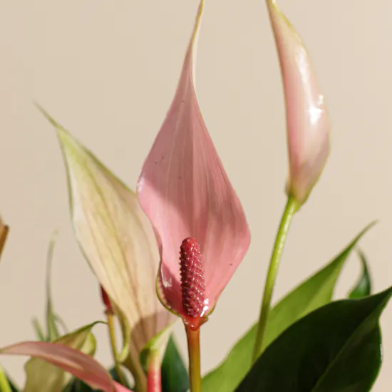 Pink Bliss Anthurium Plant