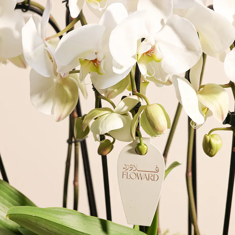The Royal White Orchid  5