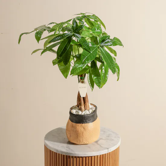 Charming Pachira Plant