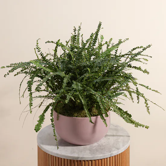 Harmony Greens | Pink Ceramic Pot