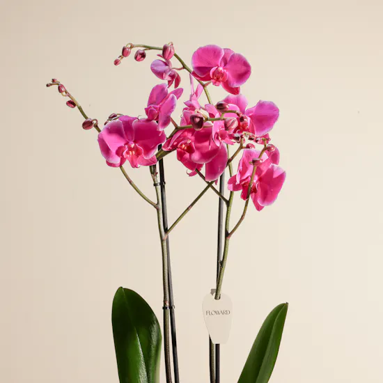 Pure Purple Orchid Plant Vase