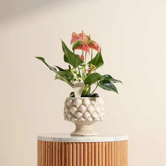 Unique Pink Anthurium Plant Vase