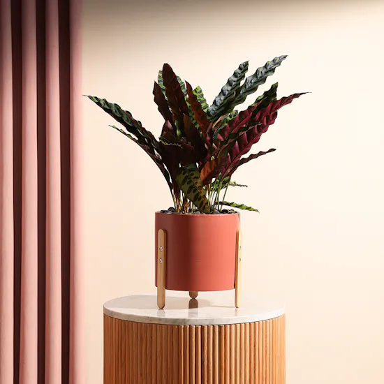 Calathea Lancifolia Plant | Metal Vase