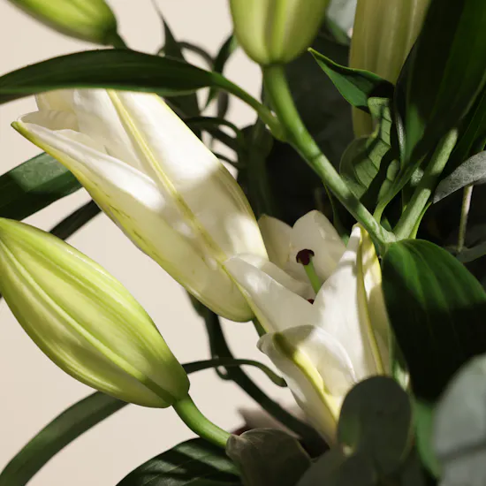 Soft White Lilyum Vase