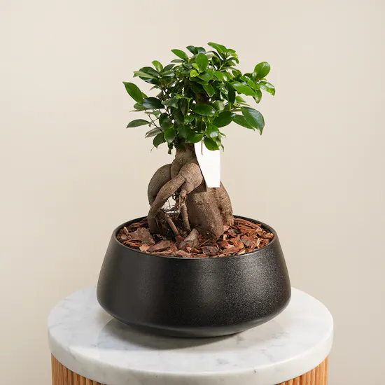 Sculpted Roots Bonsai Plant