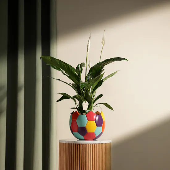 White Spathiphyllum Bingo Plant