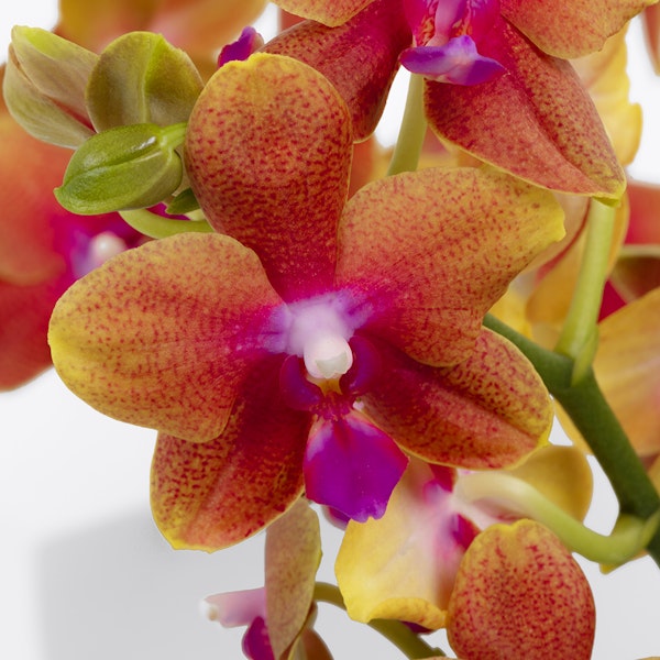 Amazing Orchid Plant Floward Qatar