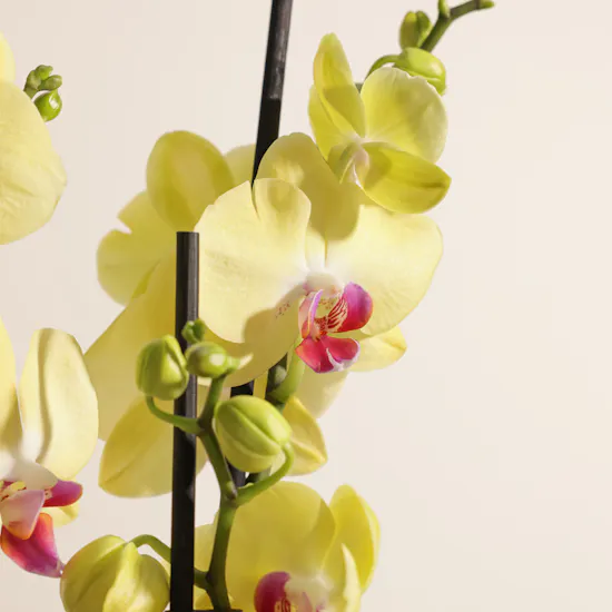 Yellow Orchid Plant