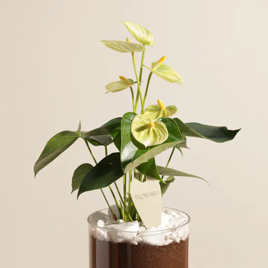 Delightful Greenish Yellow Anthurium Plant