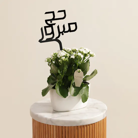 Charming Hajj White Kalanchoe Plant