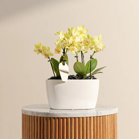 Double Small Yellow Phalaenopsis Plants