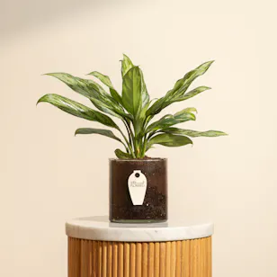 PlantaZee Aglaonema Commutatum Vase