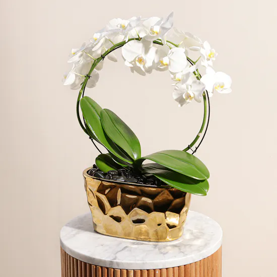 White Phalaenopsis Pot