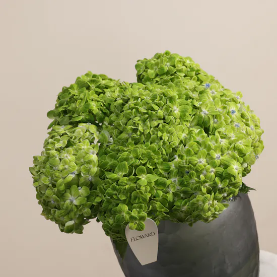 Simply Green Hydrangea Vase