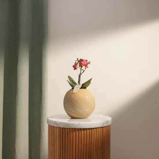 Radiant Small Pink Phalaenopsis Plant