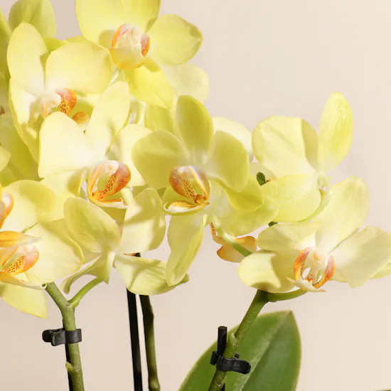 Double Small Yellow Phalaenopsis Plants