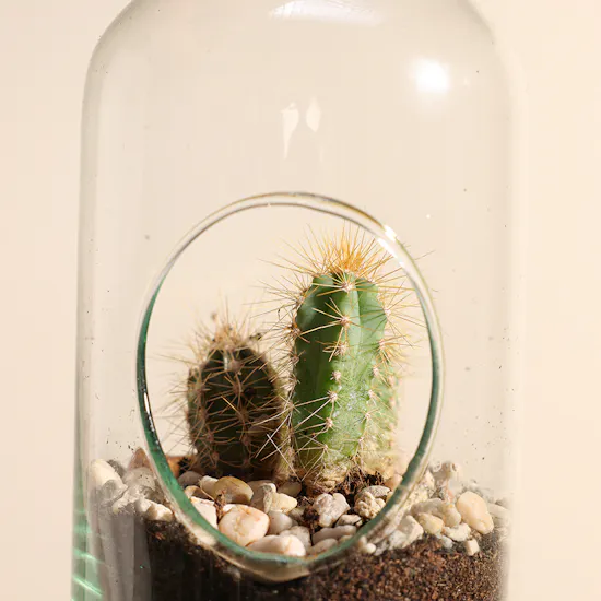 Cactus Plant Glass Pot