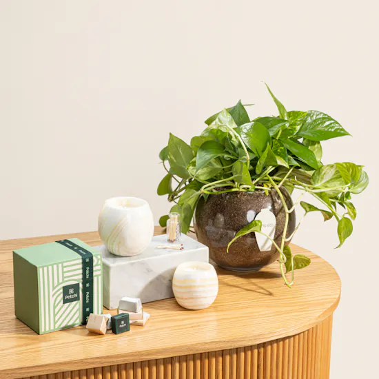Lumiz Candles Premium Candles Set | Chocolate Box and Plant