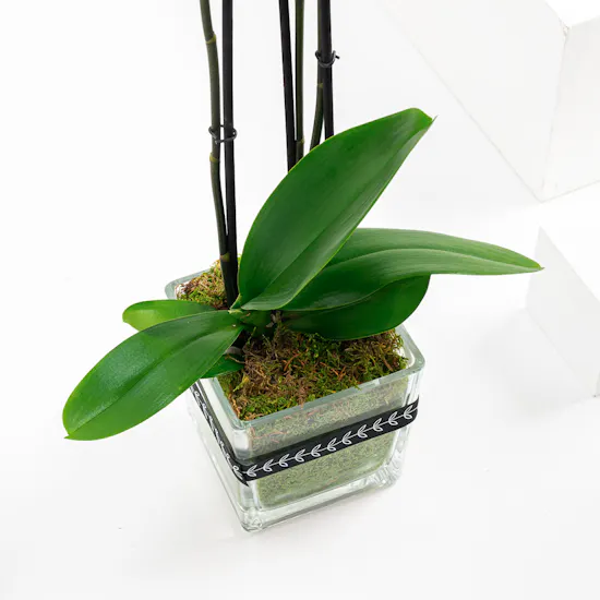 Pure Heart | Orchid Plant