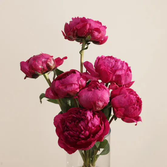 Peony Royal Fuchsia Vase