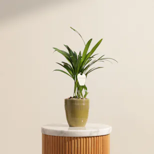 Pure Areca Palm Plant