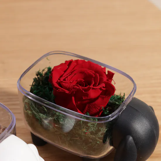 Floward Caramel Chocolate | Preserved Red Rose