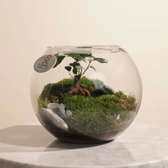 Stunning Terrarium Vase
