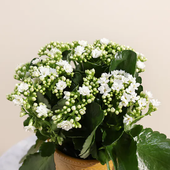 White Kalanchoe Plant