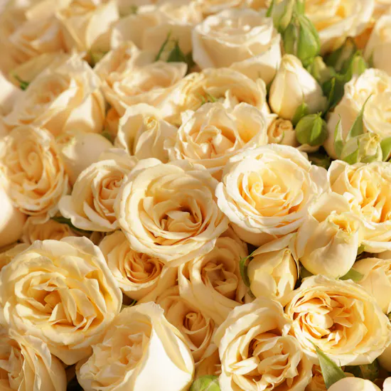Huge Peach Baby Rose Bouquet | 100 Flowers