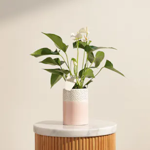Glow White Anthurium Plant