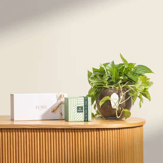 Lumiz Candles Premium Candles Set | Chocolate Box and Plant