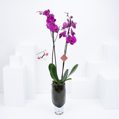 Purplish | Purple Orchid