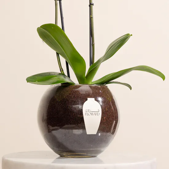 Yellow Orchid Plant Pot
