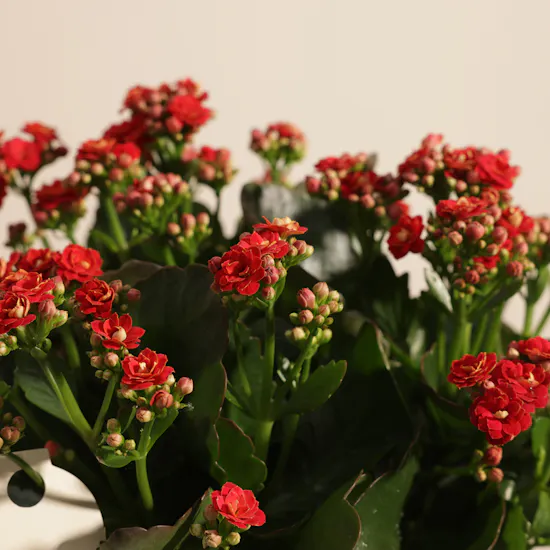 Warm Red Kalanchoe Plant