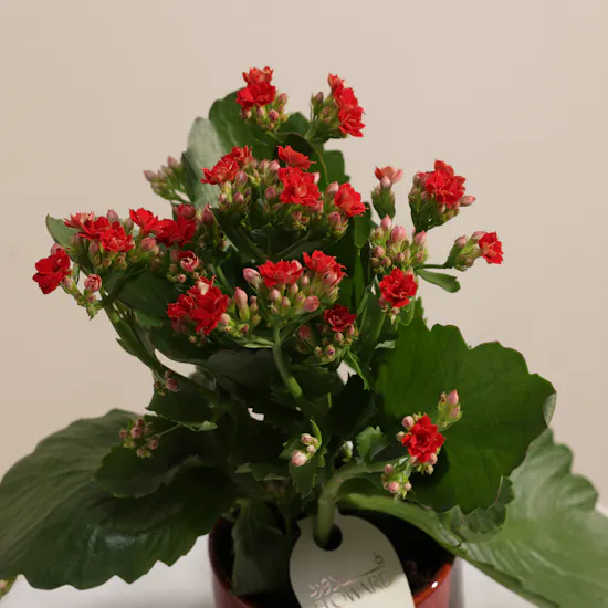 Enchanting Red Kalanchoe Plant