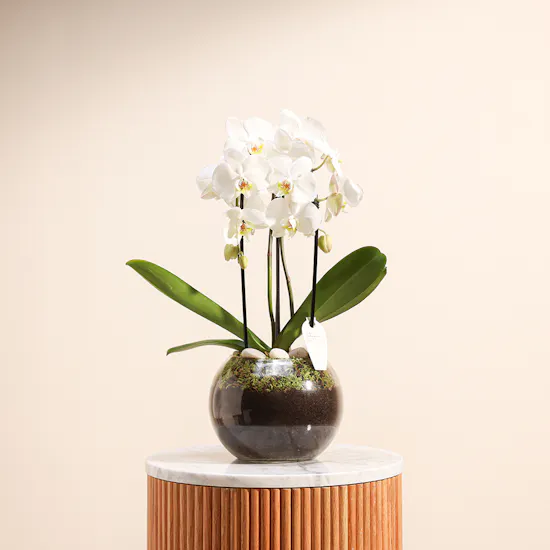 White Orchid Plant