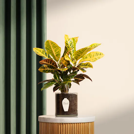 Cheerful Croton Plant