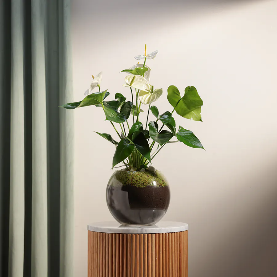 White Anthurium Montana 2