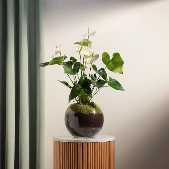 White Anthurium Montana