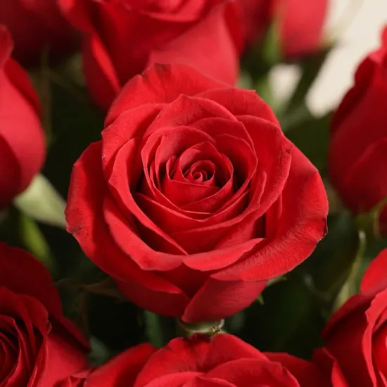Eternal Romance Roses Box