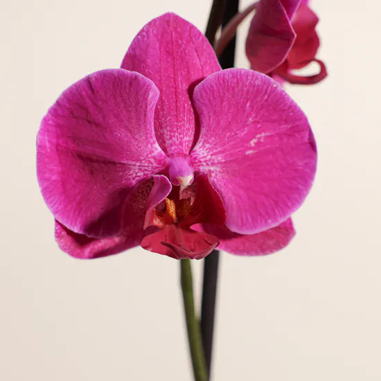 Majestic Purple Orchid Plant