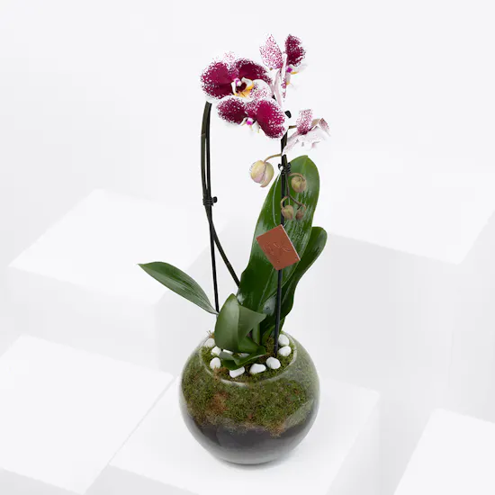 Purple Queen Orchid