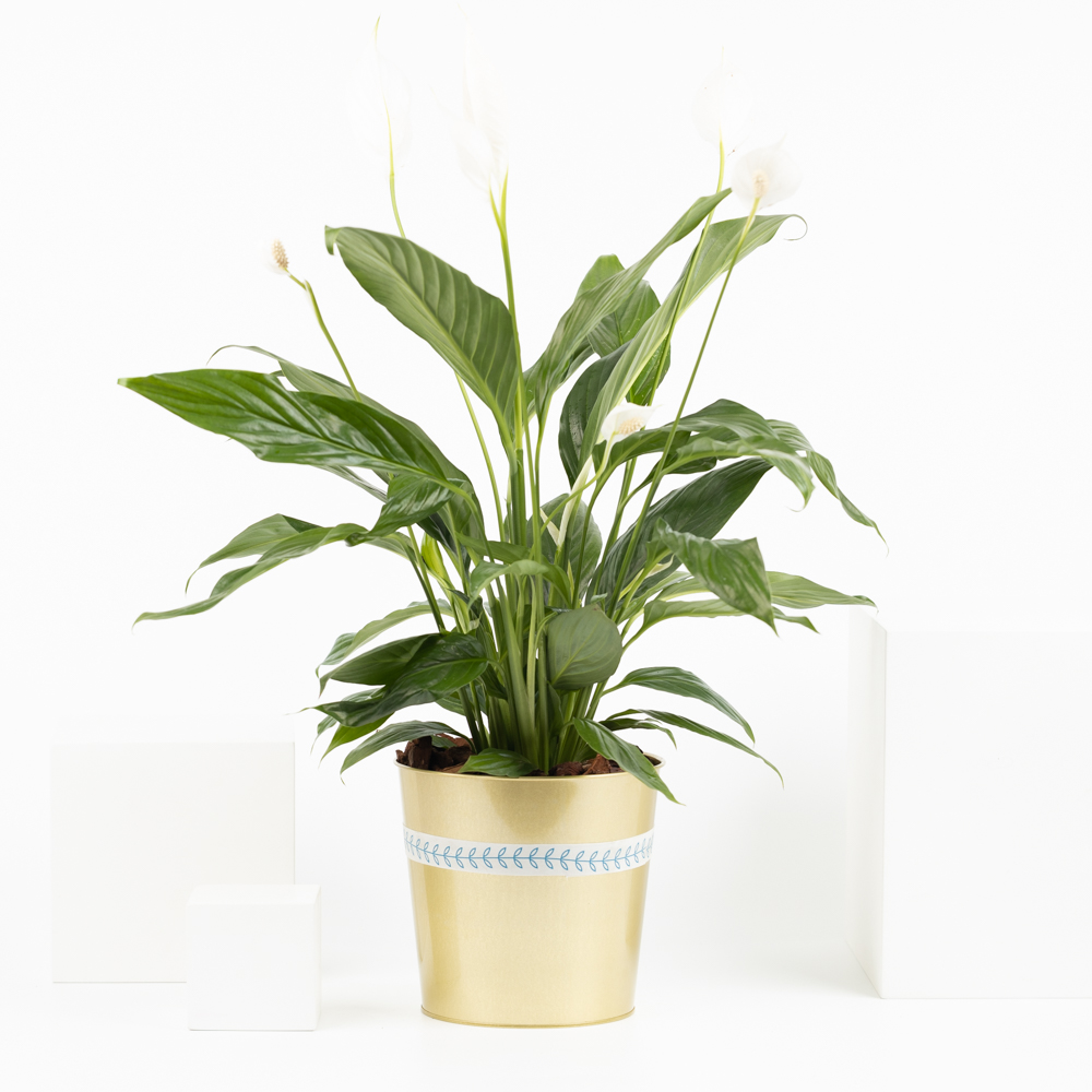 Classy | Peace Lilly 