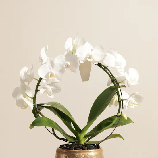 Fancy White Phalaenopsis Plant