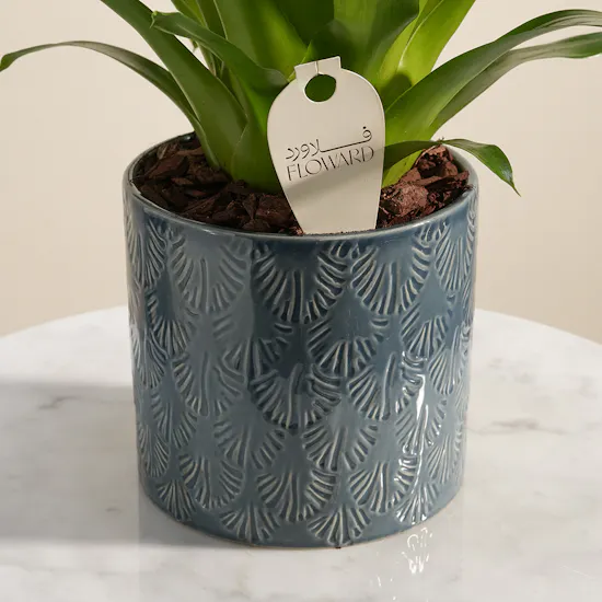 Elegant Red Vriesea Bromeliad Plant