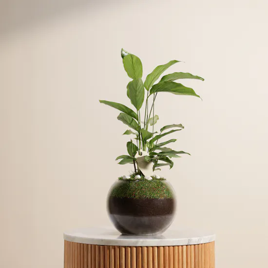 Elegant Calathea Vittata Plant