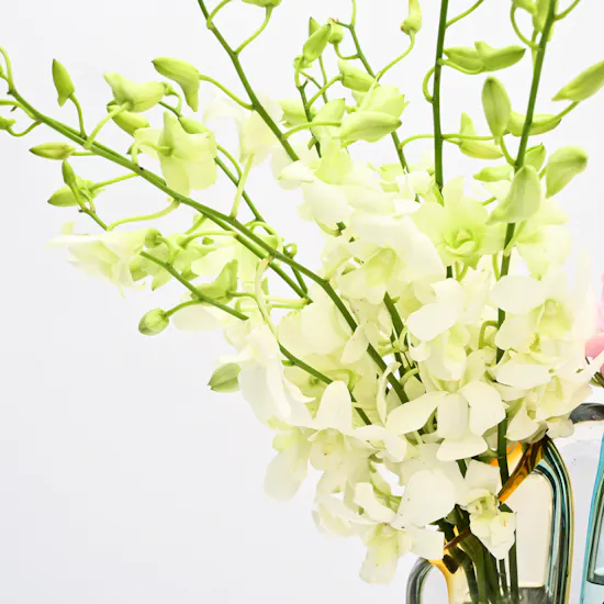 Dream's Vase