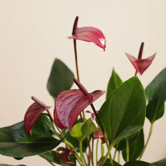 Spark Purple Anthurium Plant