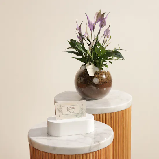Music Home 3 Classes for 45 Minutes Voucher | Elegant Spathiphyllum Plant